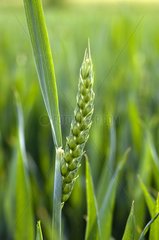 Ear of Wheat Field in France