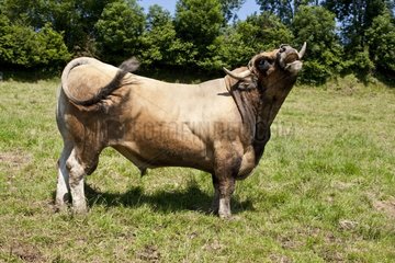 Aubrac bull meadow grass France