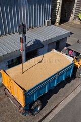 Delivery of grain to the cooperative France