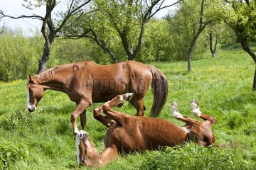 French saddle mares in a spring meadow France