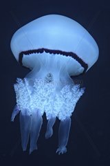 Jellyfish in the Mediterranean sea France