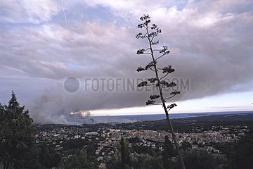 Fire forest above the town of Vence France