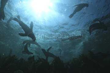 California sea lions swimming USA