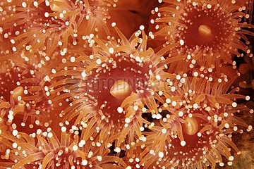 Jewel anemone in close-up USA