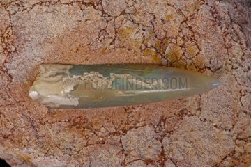 Opalized Belemnite Fossil Coober Pedy South Australia