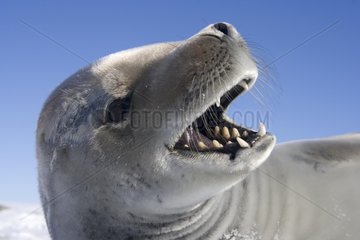 Portrait of crabeater seal shouting Adelie Land