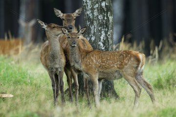 Group of Red Deer hinds at the foot of a tree Germany