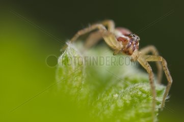 Dolomède Spider auf der Aussicht in der Nähe eines Schweizer Teichs