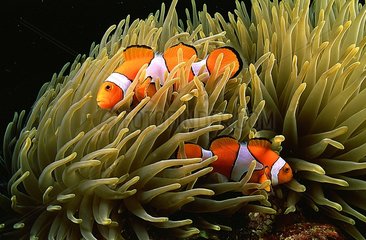 Orange clownfish in sea anemone Pacific ocean