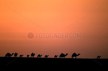 Dromedaries at sunset Saudi Arabia