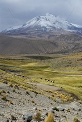 Guallatire Vulkan Lauca Nationalpark Chili