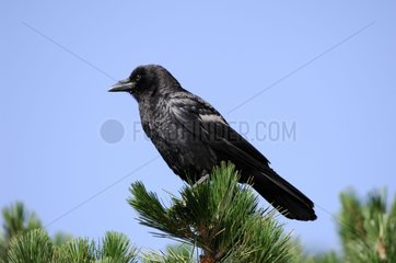 American crow on a tree Chiricahua mountains Arizona