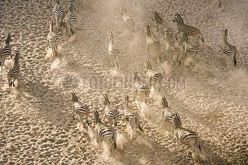 Herd of Burchell's Zebras Botswana