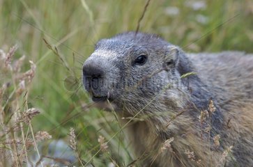 Alpine marmot careful in grass Vanoise France