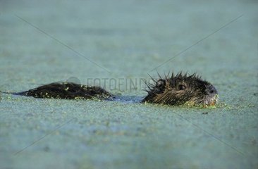 Ragondin schwimmen in einem Sumpf