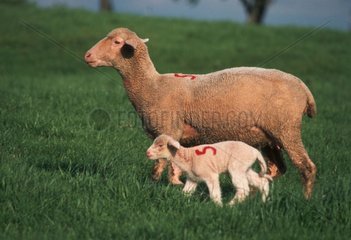 Schaf Merino und sein Lamm  das im Frühjahr auf der Wiese spaziert