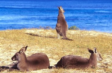 Kangourous gris de l'Est sur la plage NSW Australie