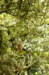 Baldachin des jungfrÃ¤ulichen Waldes in der Region Monteverde Costa Rica