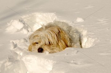 Hund Tulear Baumwolle im Schnee