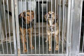 Hunde in einem Spa -Zufluchtsort Frankreich