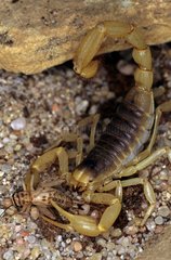 Skorpion isst ein Insekt in Arizona USA