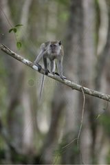 Equilibre d'un Macaque crabier sur une branche Malaisie