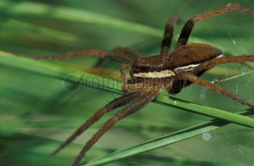 Raft Spider stalking on a blade of grass Gironde France