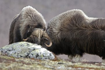 Muskoxes facing in the tundra Dovrefjell Park Norway