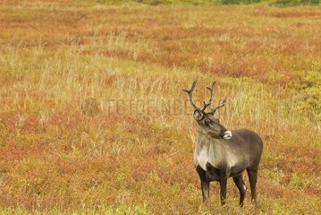 Female Caribou in the tundra with colors of autumn Alaska