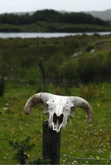 Skull sheep on a picket Connemara Ireland