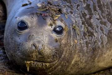 Portrait of young Northern elephant seal Falkland Islands