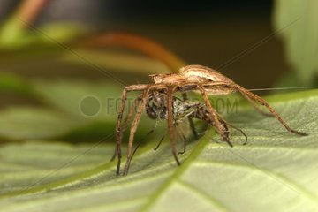 Male Nursery-web Spider eating a fly Belgium
