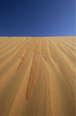 Run of sand in the dunes United Arab Emirates