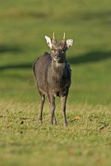 Young sika Deer male in the medium of pre