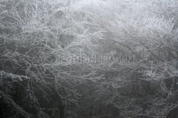 Branches of trees covered with ice France