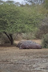 Young Hippo near the carcass of an other dead Kruger NP