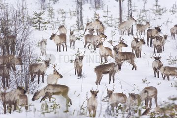 Reindeers in the taiga in winter Lapland Finland
