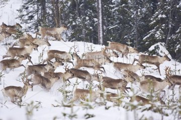 Reindeers running in the taiga in winter Lapland Finland