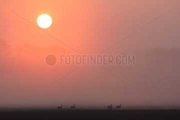 European Roe Deer at sunrise on the plain of Alsace France