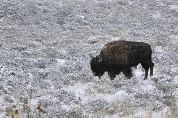 American Bison in the snow near Lake Floating Island USA