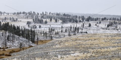 Deer Creek Blacktail sprinkle of snow in Yellowstone USA