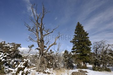 Dead tree in Upper Terrace at Mammoth Hot Spring USA