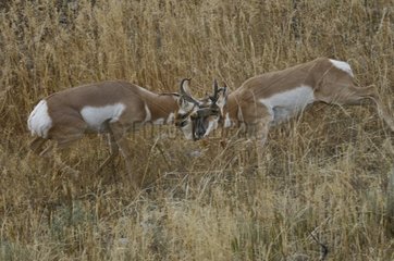 Two males Pronghorns fighting in the Grand Teton NP USA
