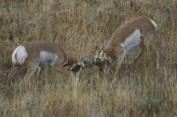 Two males Pronghorns fighting in the Grand Teton NP USA