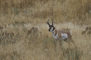 Pronghorn male during the rutting season in Grand Teton NP USA [AT]