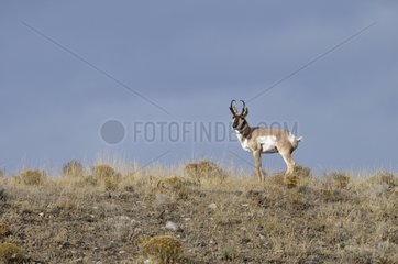 Pronghorn during the rut in Grand Téton NP USA