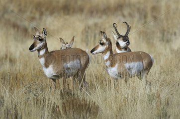 Pronghorns during the rut in Grand Téton NP USA