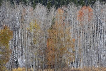 Colors of Fall in Arizona Creek near Lake Jackson USA
