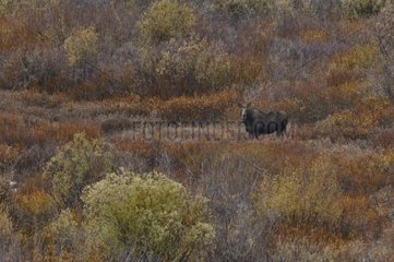 Female Eurasian Elk in Christian Creek near Lake Jackson USA