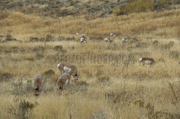 Pronghorns herd grazing in Grand Teton NP USA